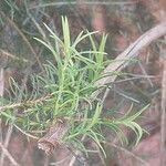 Melaleuca armillaris Blad