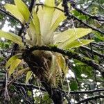 Tillandsia fendleri Feuille