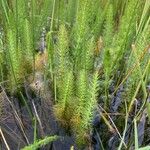 Hippuris vulgaris Blad