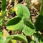 Trifolium incarnatum Fuelha