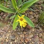 Arnica chamissonis पत्ता