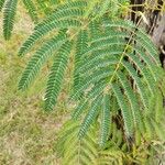 Albizia julibrissinLeaf