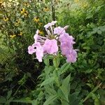 Phlox maculata Floare