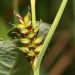 Carex hostiana Fruit