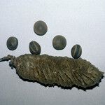 Mucuna sloanei Otro