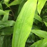 Hedychium flavescens Leaf