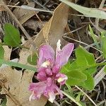 Polygala californica 花