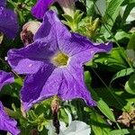 Petunia spp.Flor