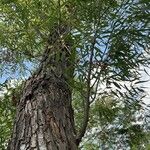 Salix nigra Bark