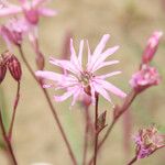 Lychnis flos-cuculi Kwiat