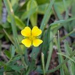 Potentilla erecta Habit