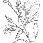 Silene viridiflora Arall