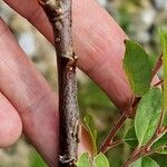 Salix myrsinifolia Кора