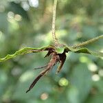 Bolbitis acrostichoides Leaf