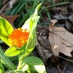 Calendula algeriensis Blüte