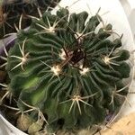 Stenocactus multicostatus Hoja