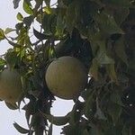 Aegle marmelos ഫലം