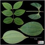 Pternandra coerulescens Leaf