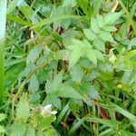 Rubus fraxinifolius Leaf