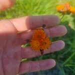 Pilosella guthnikiana Flower