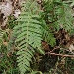 Polypodium vulgareFrunză