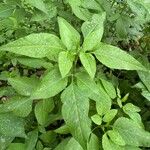 Bidens alba Leaf