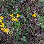 Lotus corniculatus Hábito