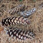 Pinus monticola Fruto