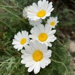 Tanacetum cinerariifolium Blüte