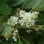 Aleurites moluccanus Flower