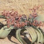 Welwitschia mirabilis Blatt