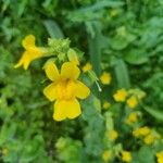 Erythranthe guttata Flower