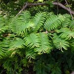 Metasequoia glyptostroboides পাতা