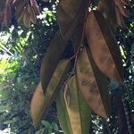 Chrysophyllum cainito Otro