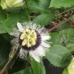 Passiflora edulisफूल