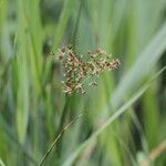 Juncus acutiflorus പുഷ്പം