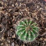 Echinopsis eyriesii Листок