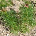 Paeonia tenuifolia Habitus