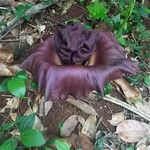 Amorphophallus paeoniifolius പുഷ്പം