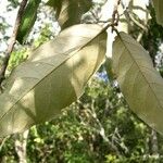 Heritiera littoralis Fruit