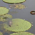 Victoria amazonica Foglia