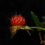 Rubus nepalensis Хабит