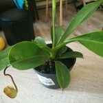 Nepenthes alata ഇല