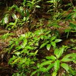 Impatiens niamniamensis Habit