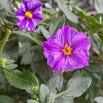 Lycianthes rantonnetii Fula