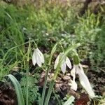 Galanthus plicatusപുഷ്പം