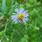 Symphyotrichum puniceum 花