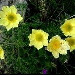 Anemone alpina Blomst