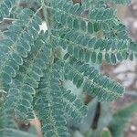 Vachellia nilotica Leaf