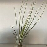 Tillandsia juncea 葉